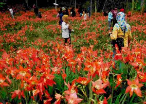 Parangtritis wisata alam di Jogja