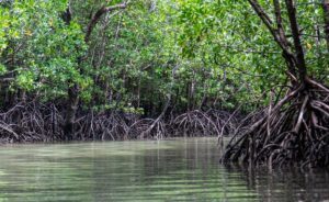 Hutan Mangrove Lo Aji