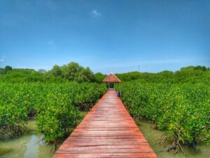 Jembatan Merah Hutan Mangrove
