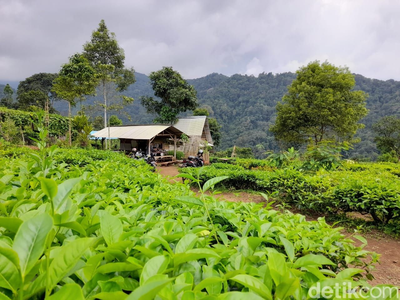 6 Tempat Wisata di Banjarnegara yang Menyatu dengan Alam!