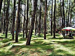 Hutan Pinus di Bogor 
