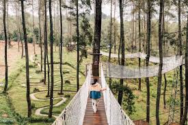 Hutan Pinus Bandung 